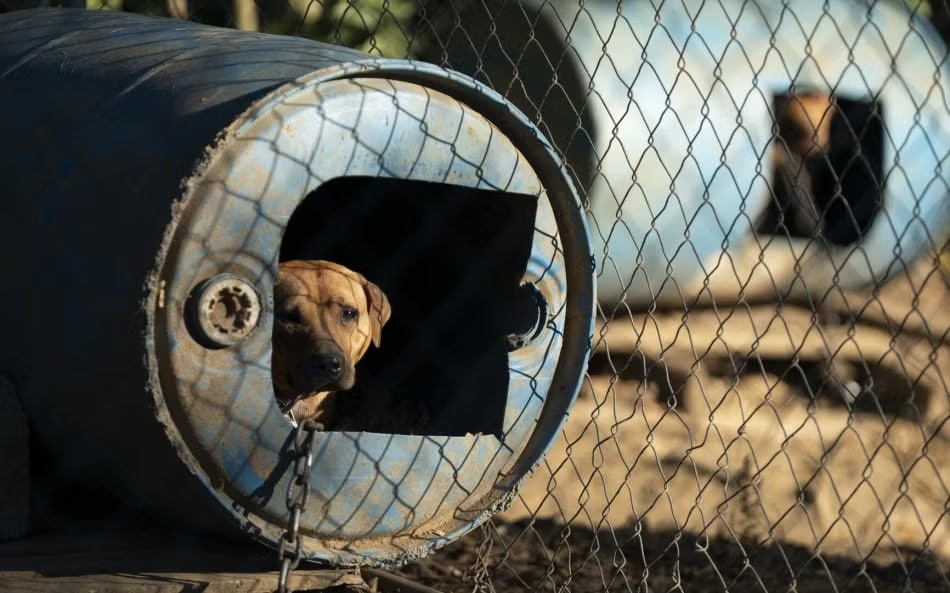 Extra image from article