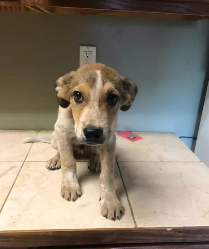 Extra image from article