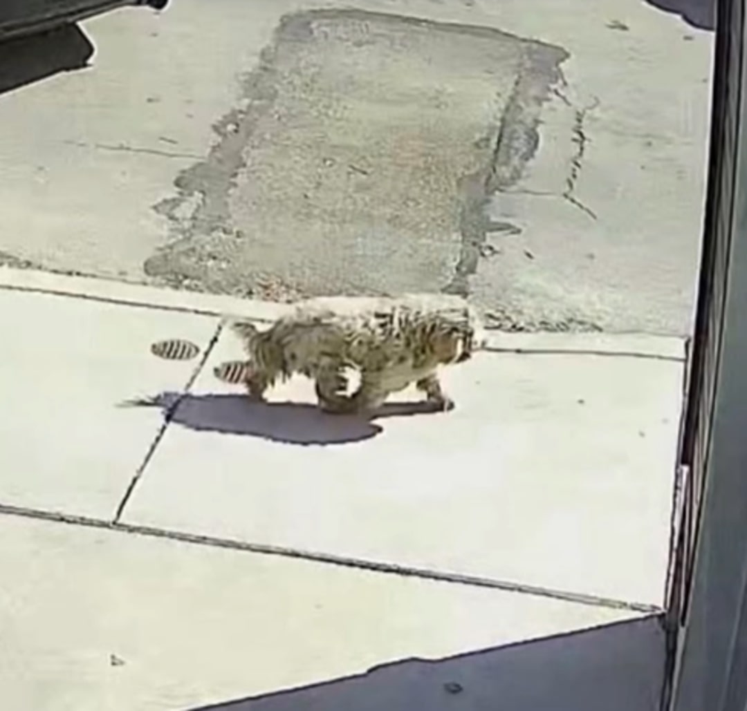 Extra image from article