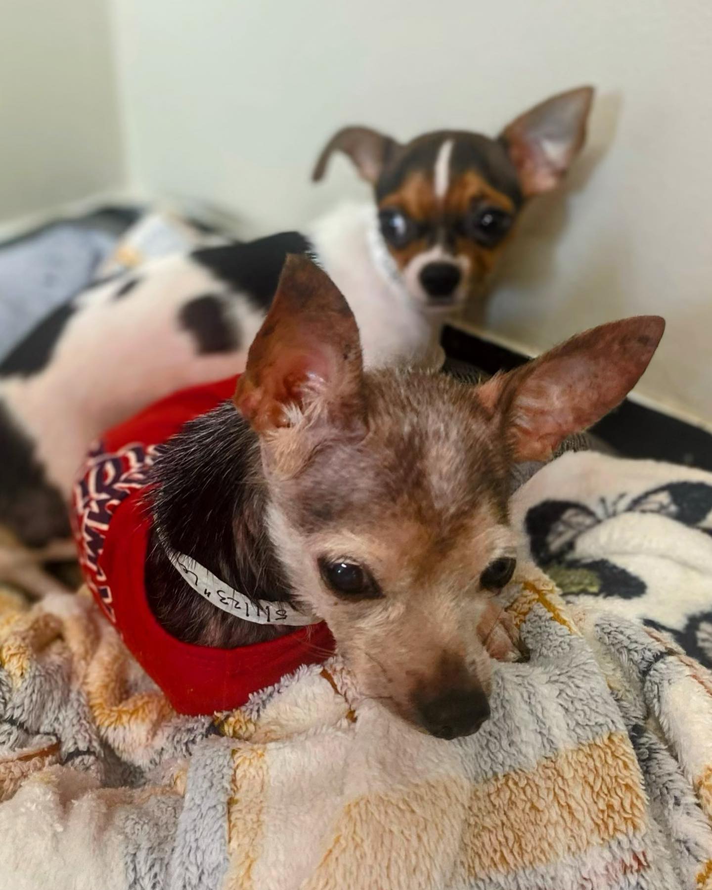 Quickly, these Chihuahuas won the hearts...