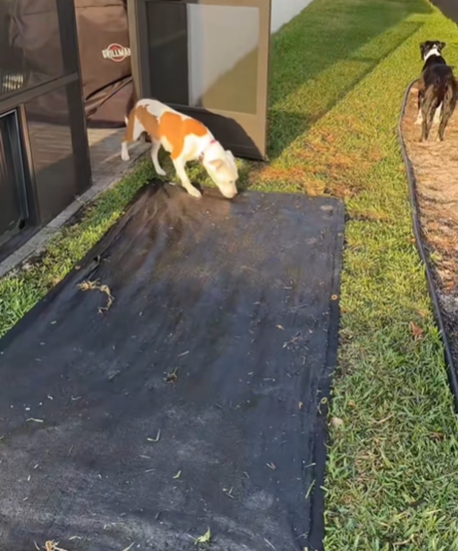 Extra image from article