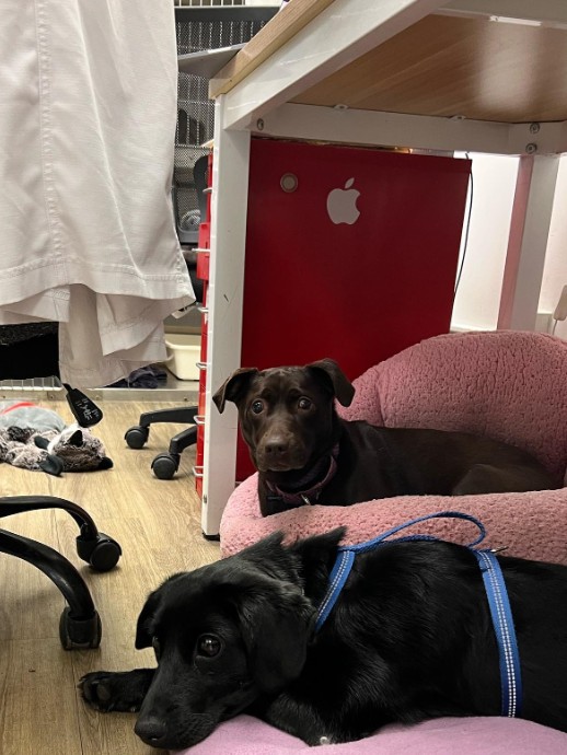 Extra image from article