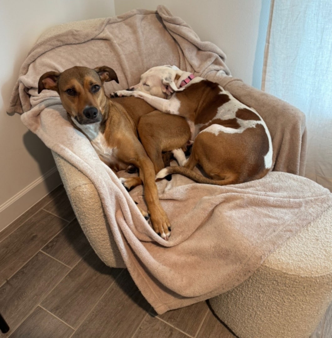 Extra image from article