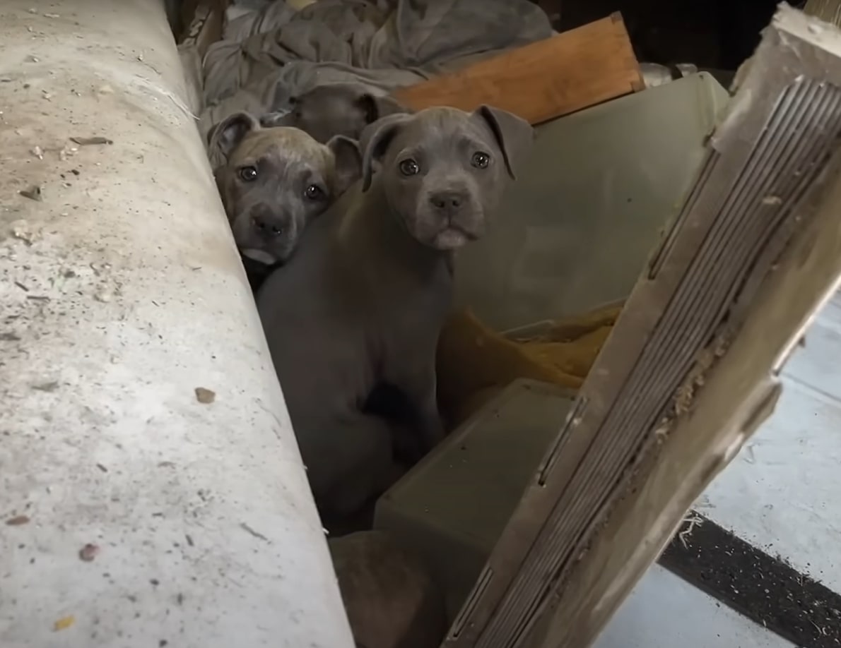 Extra image from article