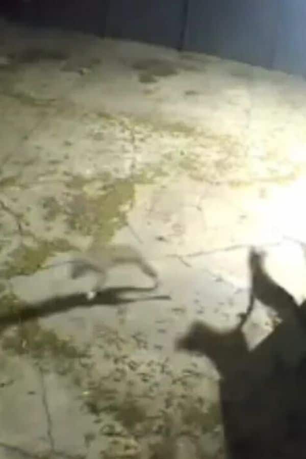 The sanctuary team knew they had to act ...