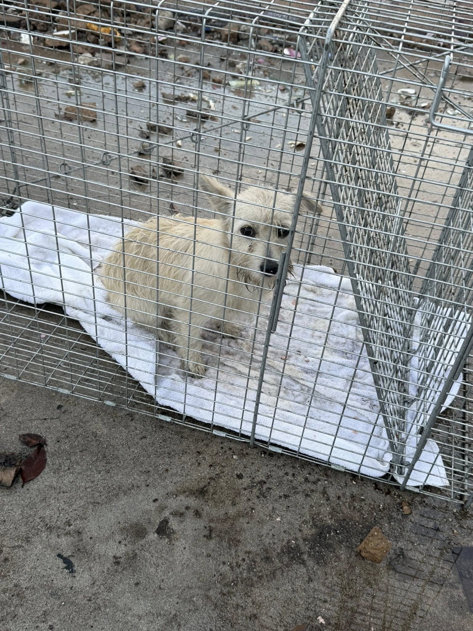 Extra image from article