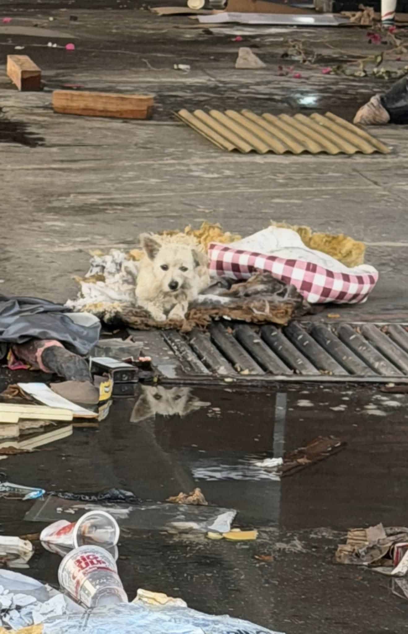 Extra image from article