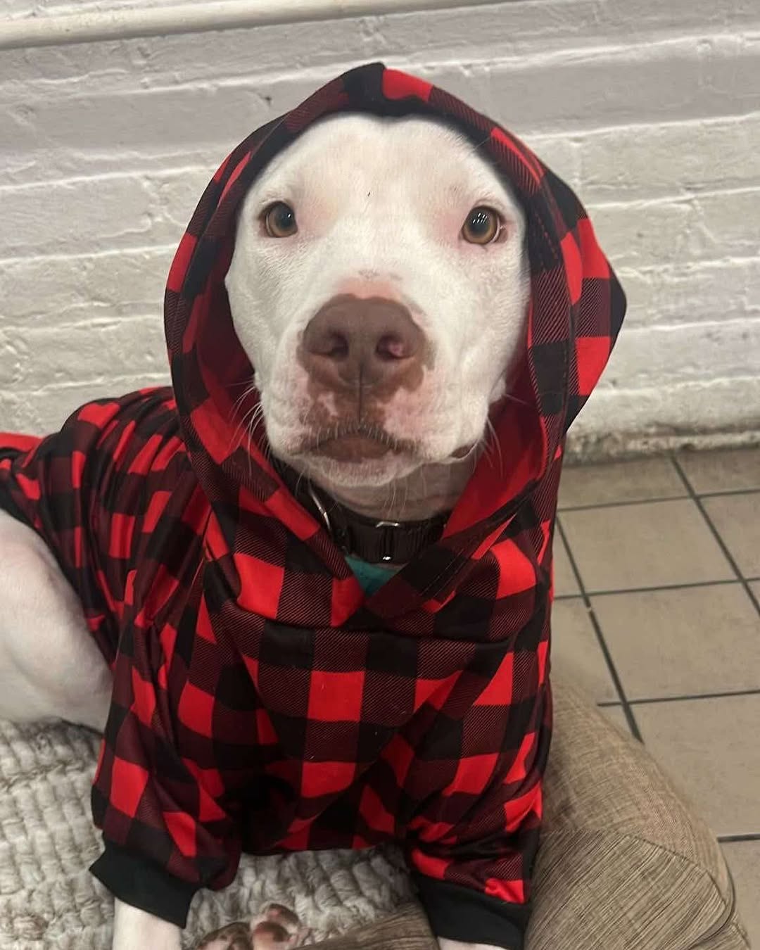 Extra image from article