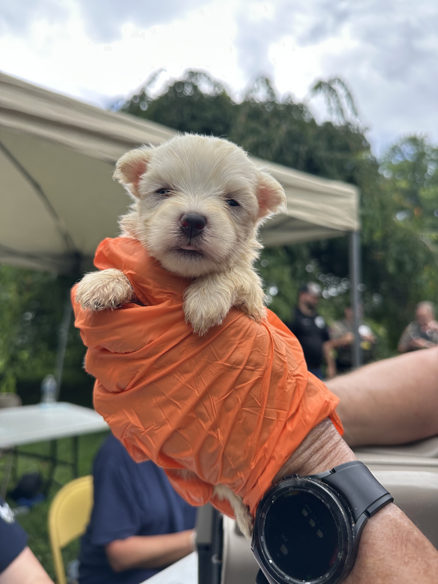 Extra image from article