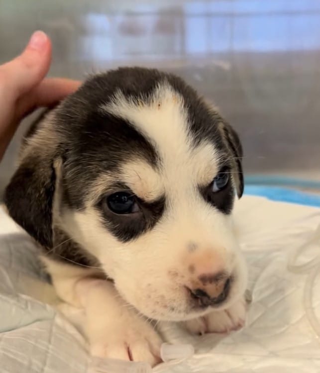 Extra image from article