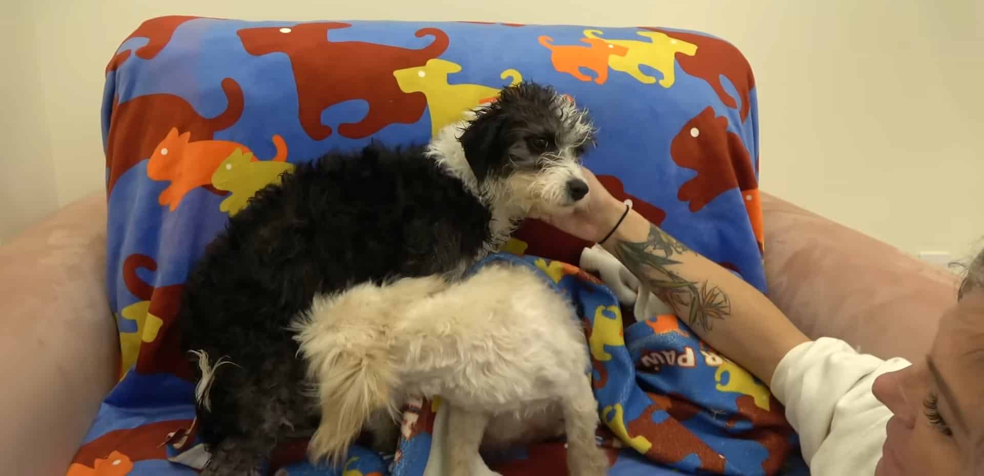 Extra image from article