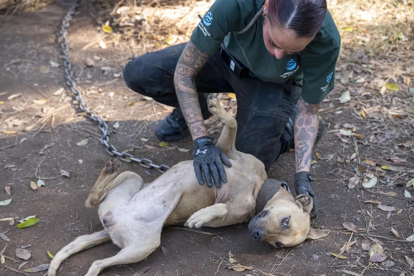 Extra image from article