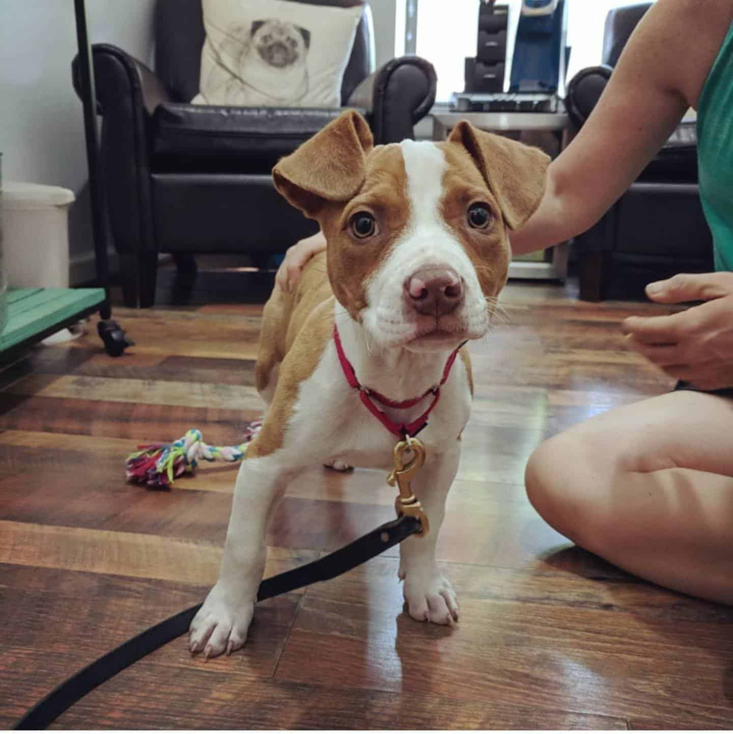 No longer just surviving, Maddie was thr...