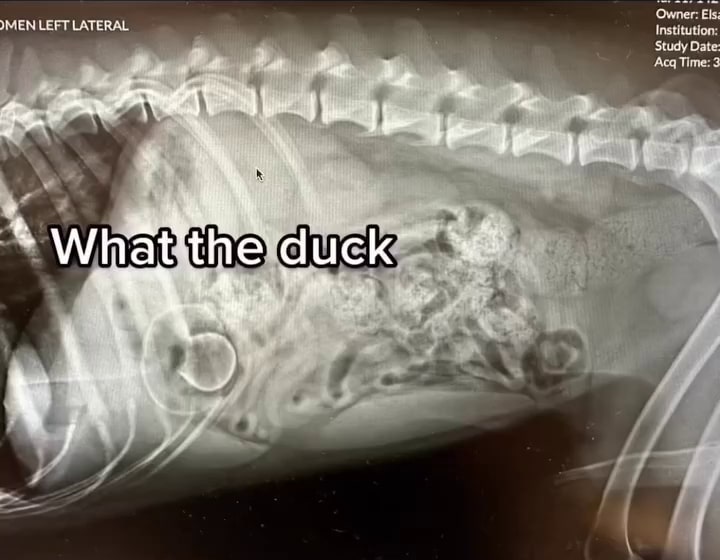 According to Growls And Howls Animal Res...