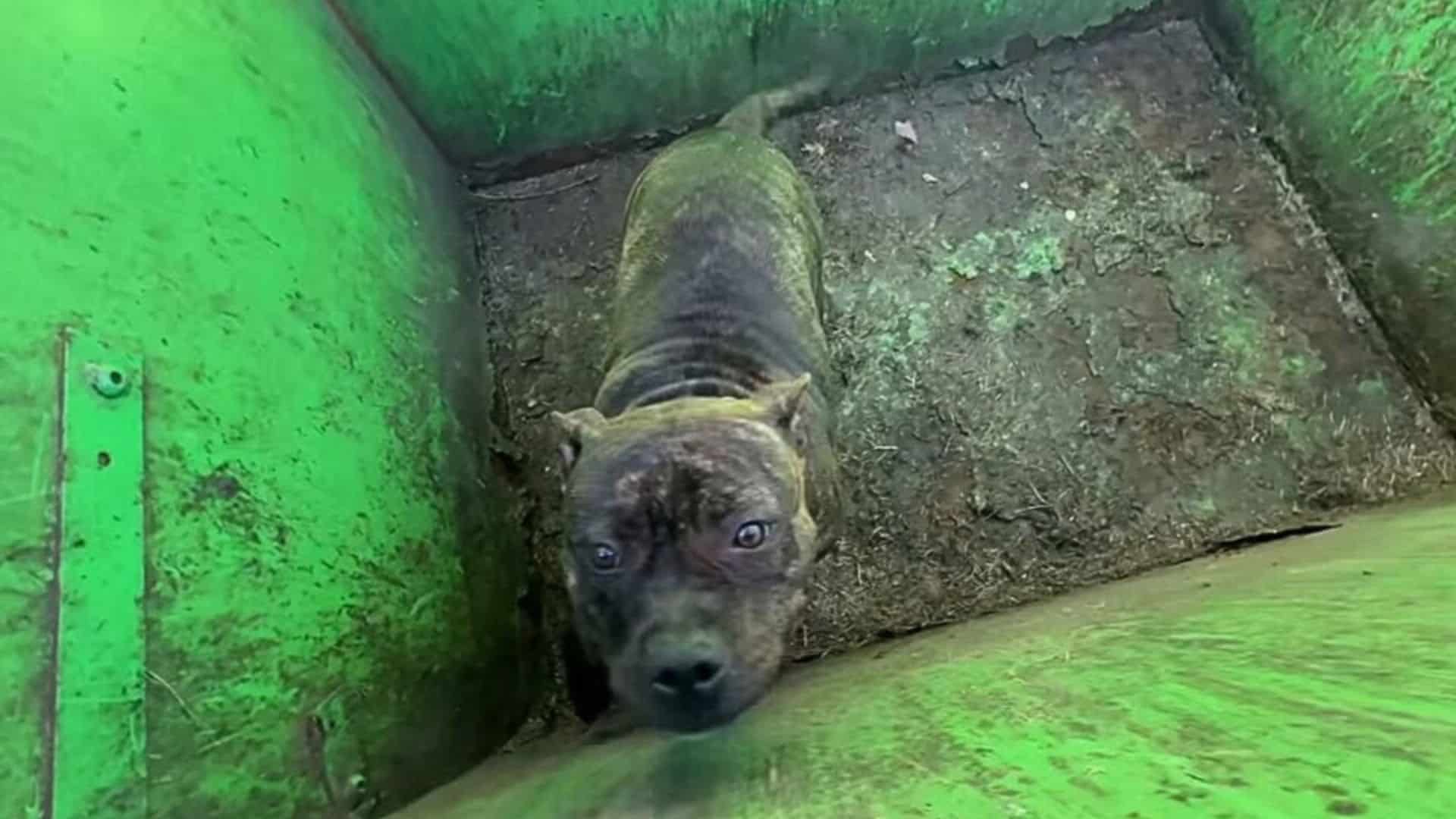 The story of a dog named Malea is a hear...