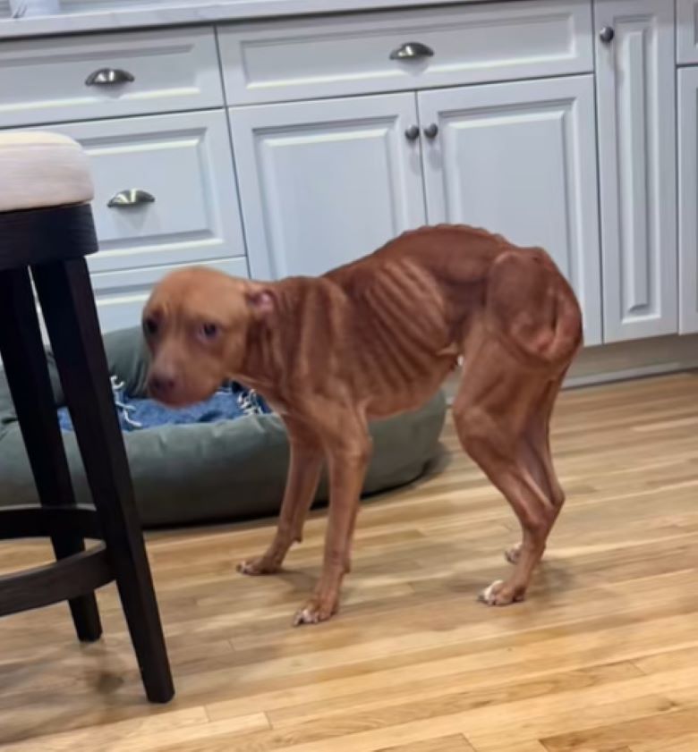 Reflecting on the life Kiki must have en...