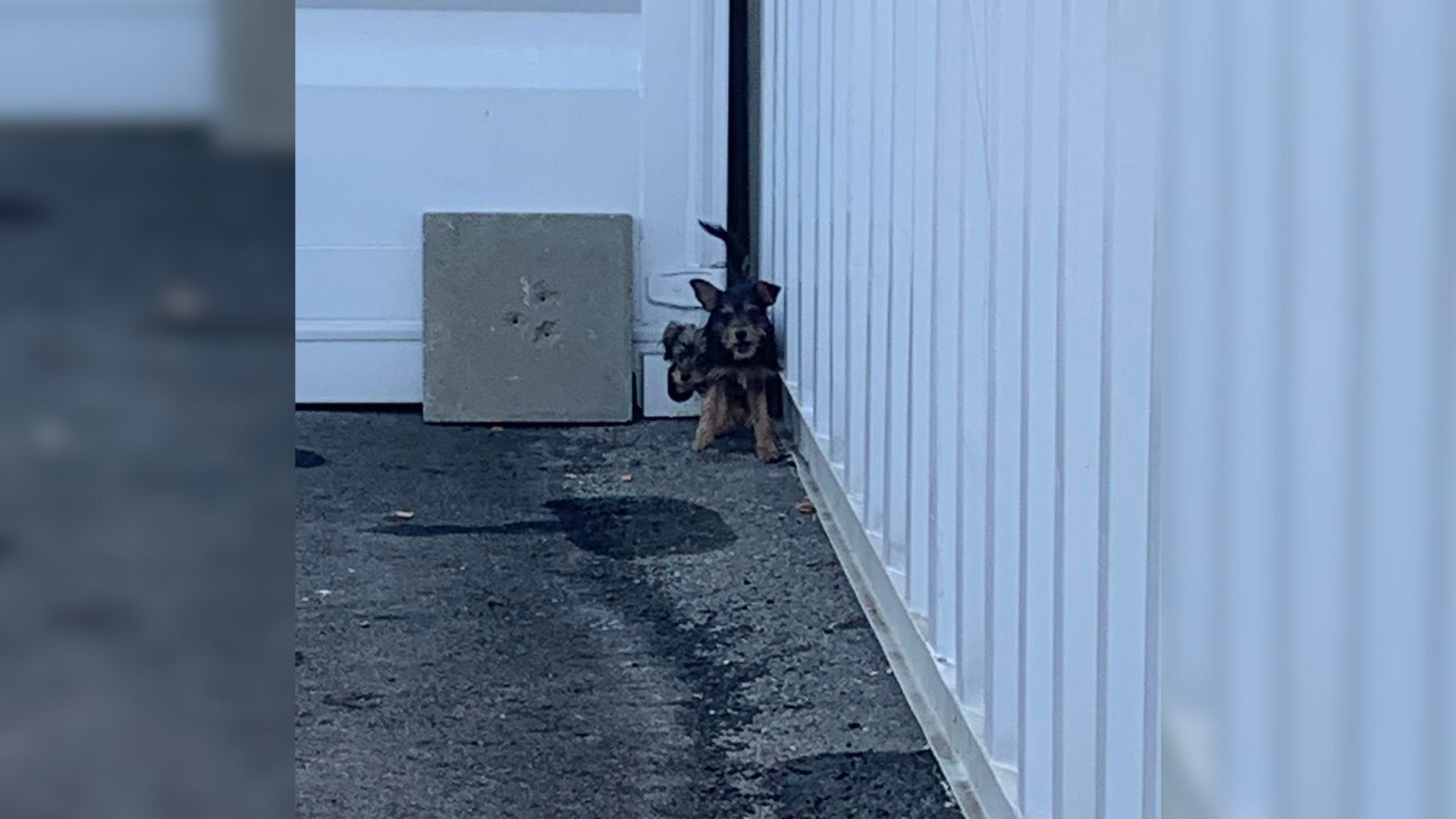 Two young puppies endured this struggle ...