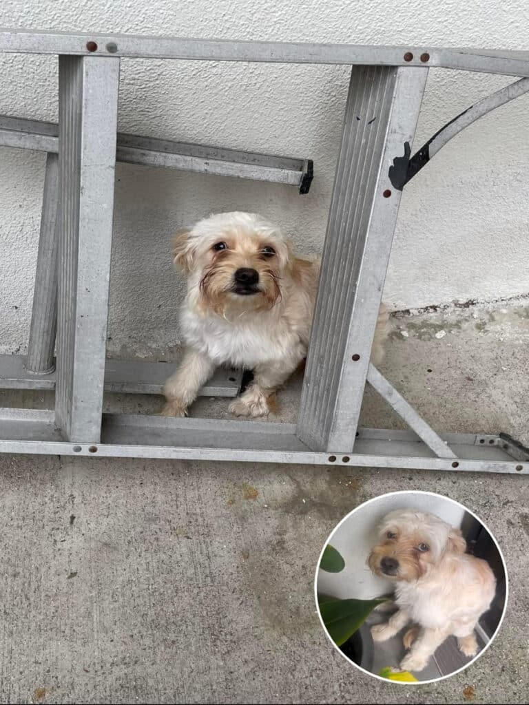 Abandoned Puppy Goldie Finds New Life and Love in Heartwarming Rescue ...