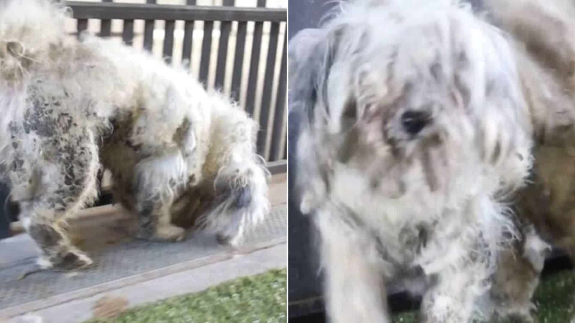 Reggie, a six-year-old Maltese, was take...