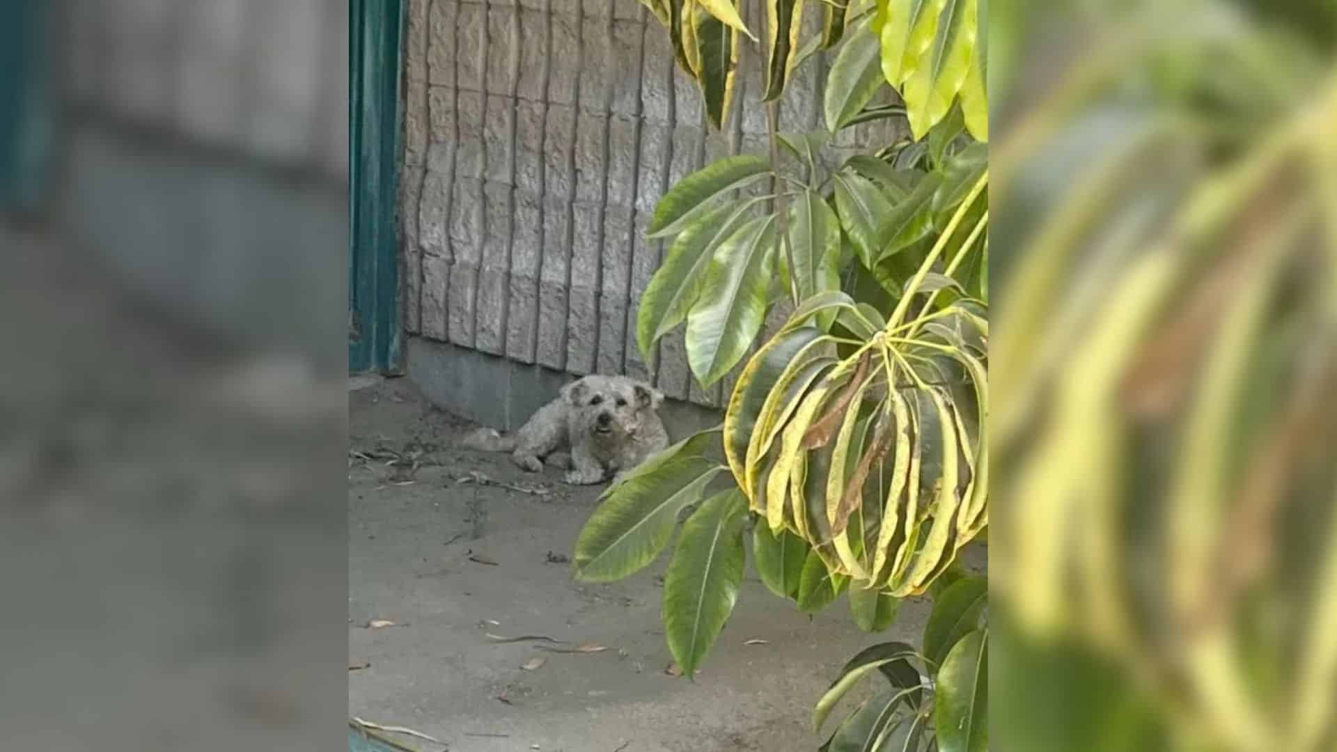 In Irvine, California, a woman strolling...