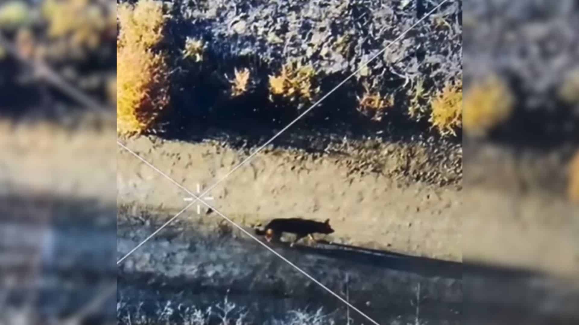 Pet owners often spring into action by d...