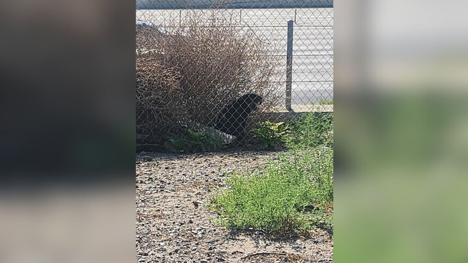 For instance, the simple act of rescuing...