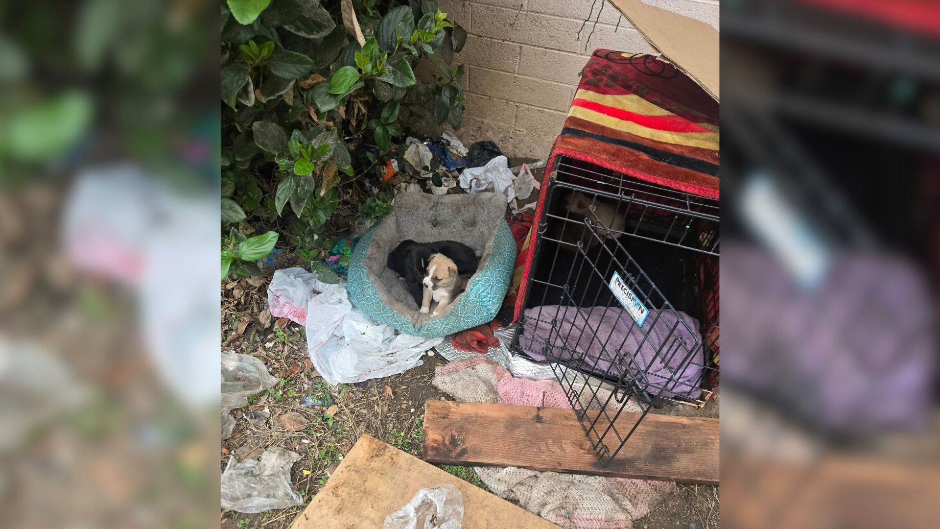 In a quiet part of California, a small d...