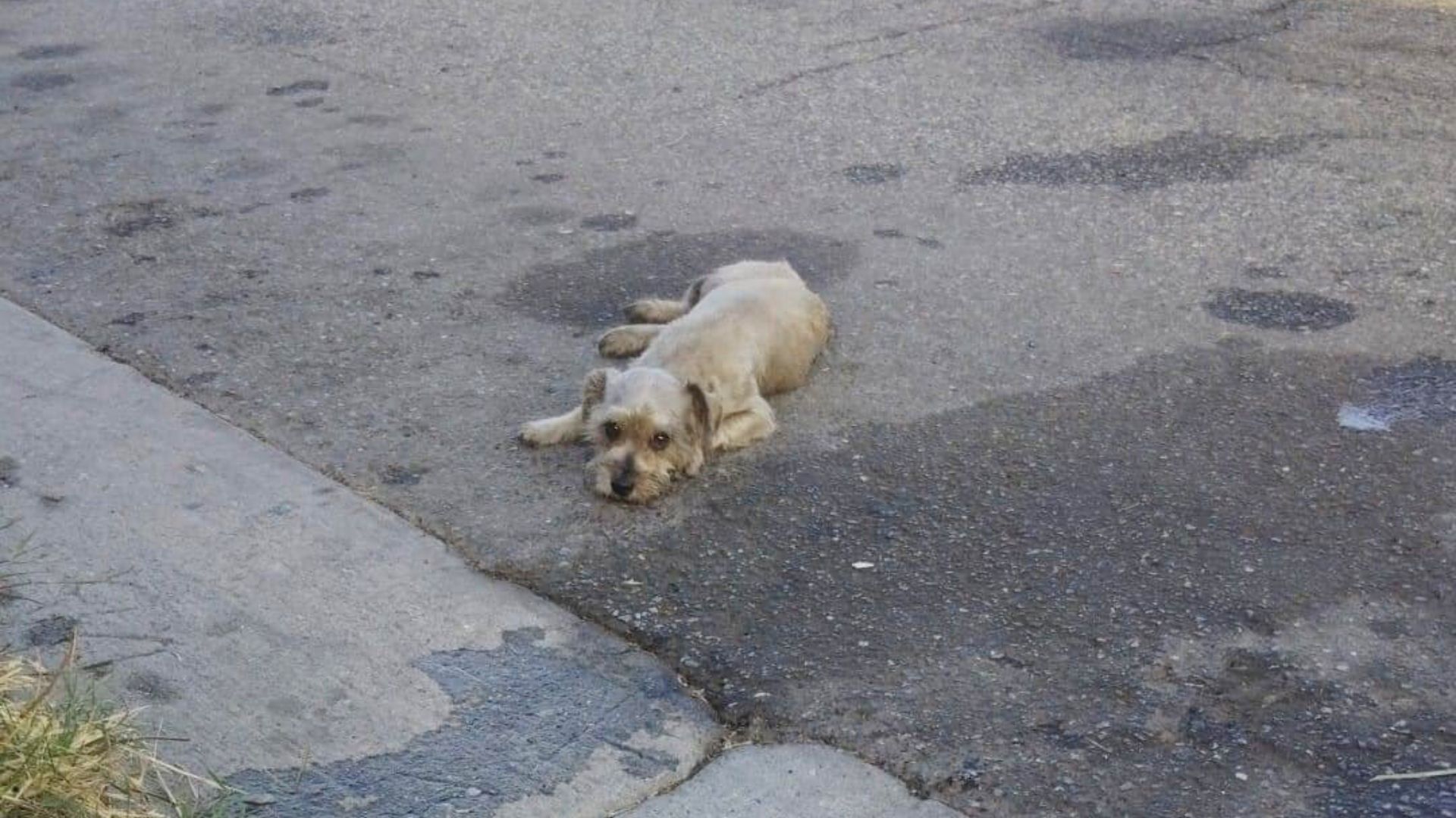 On one such challenging day, Suzette, th...