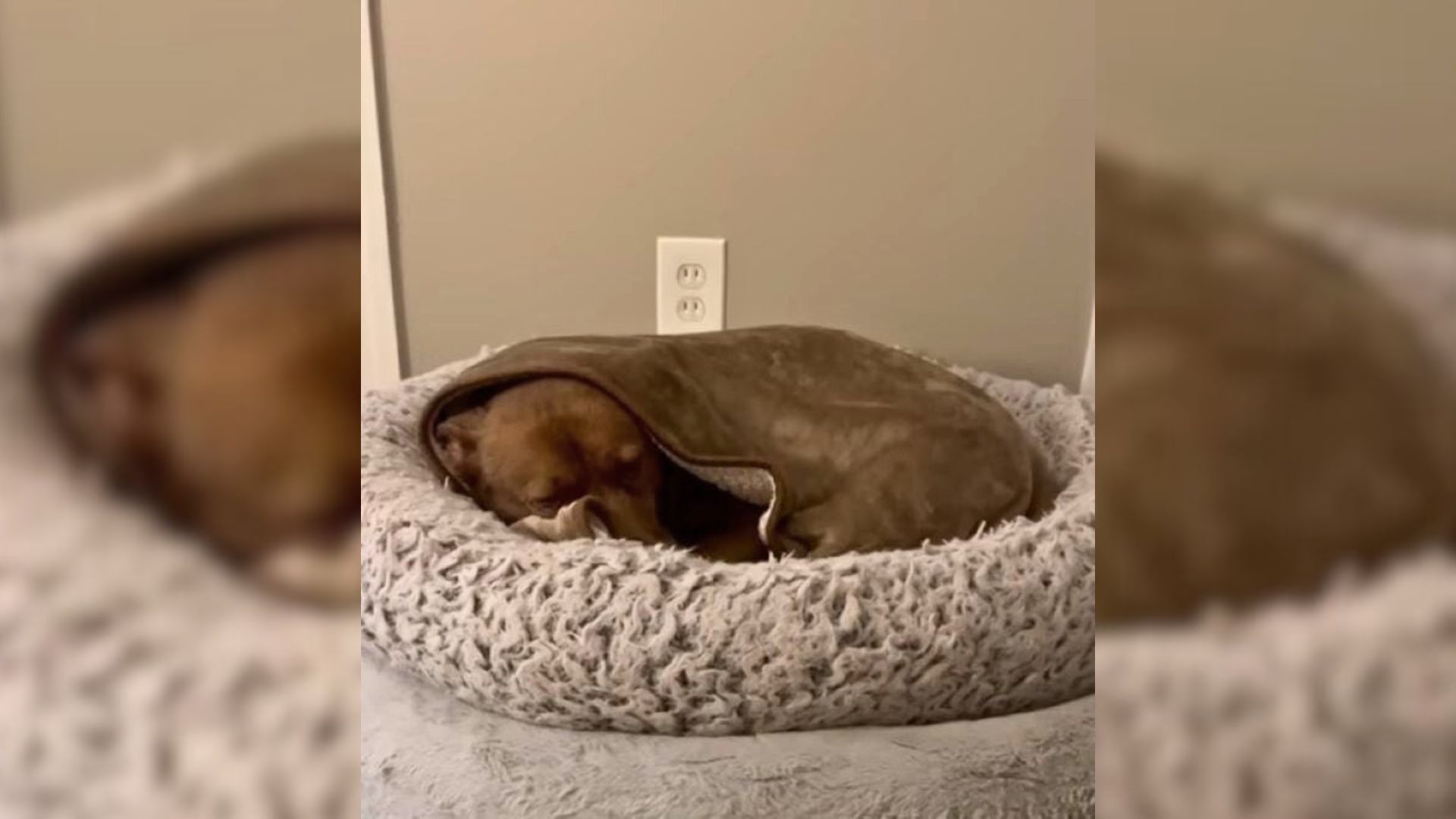 Traumatized and bewildered, the dog, lat...