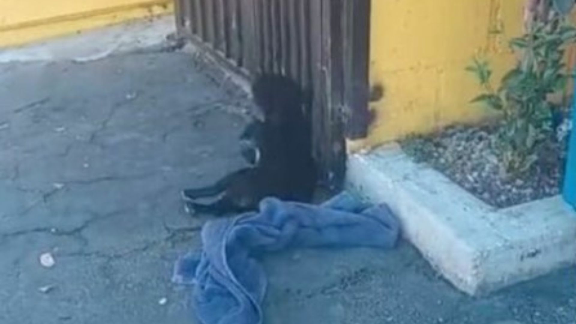 This was almost the fate of a dog in Cal...