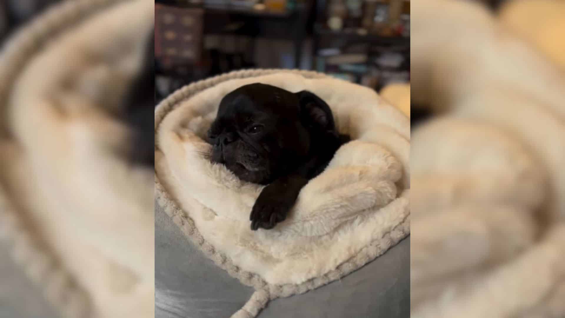 Unfortunately, not all dog owners recogn...