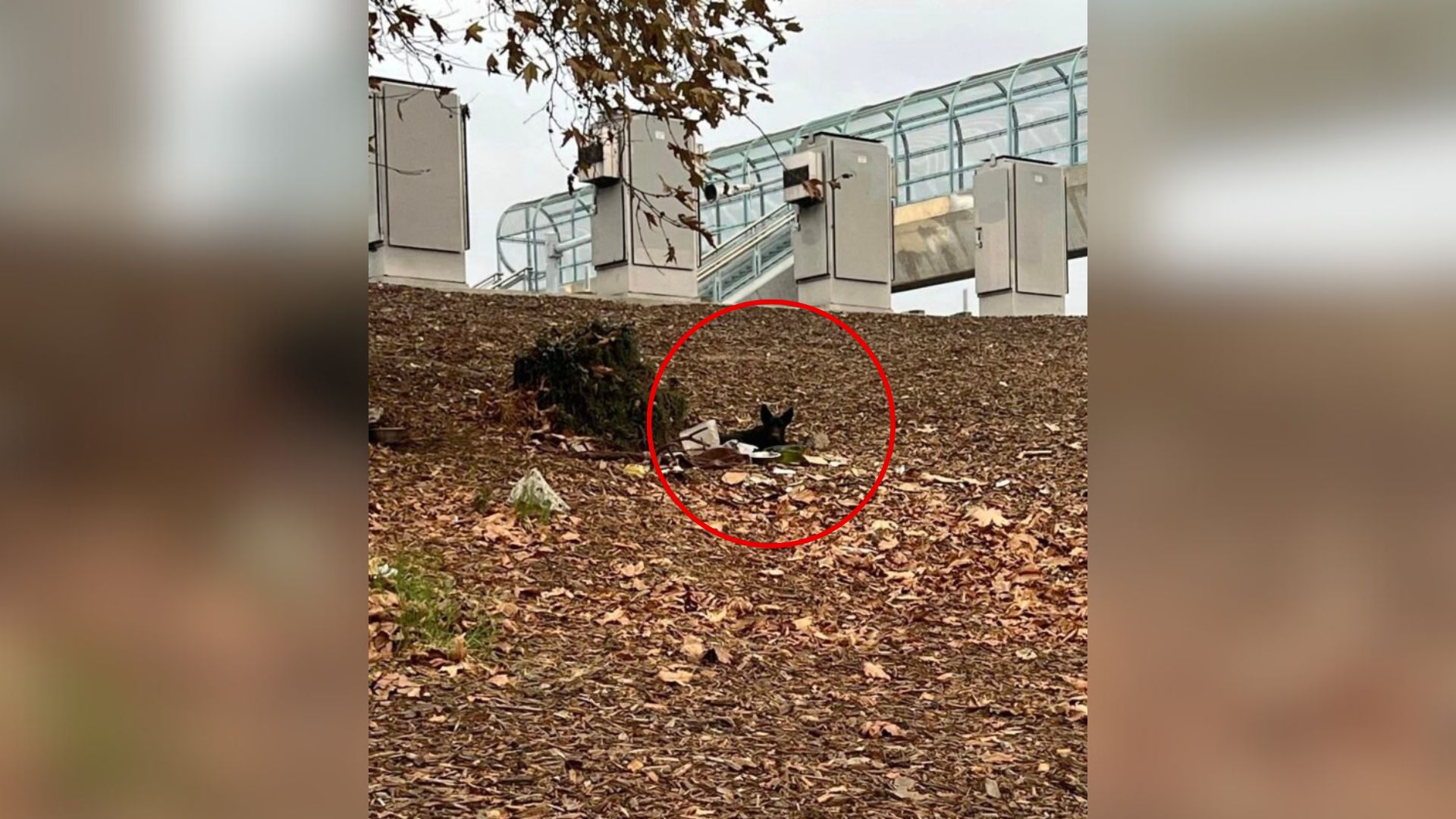 This dog had been surviving near the hig...