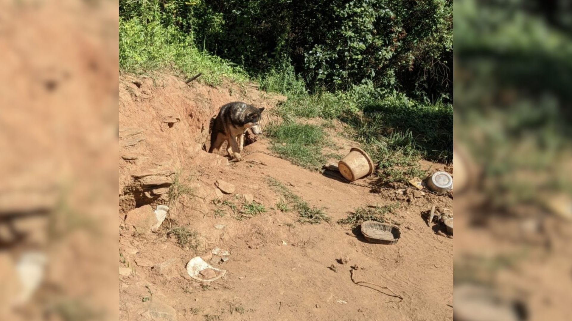 Shadow, a Husky from North Carolina, end...