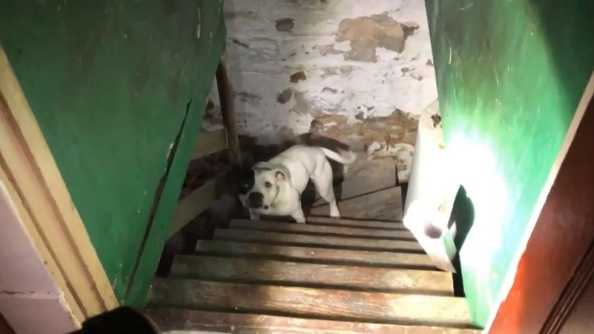 One such story is that of Jumping Bean, ...