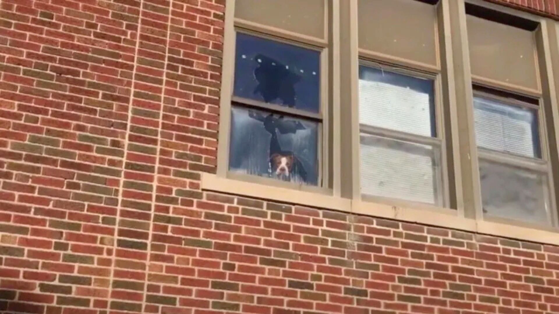 Ollie spent several days trapped inside ...