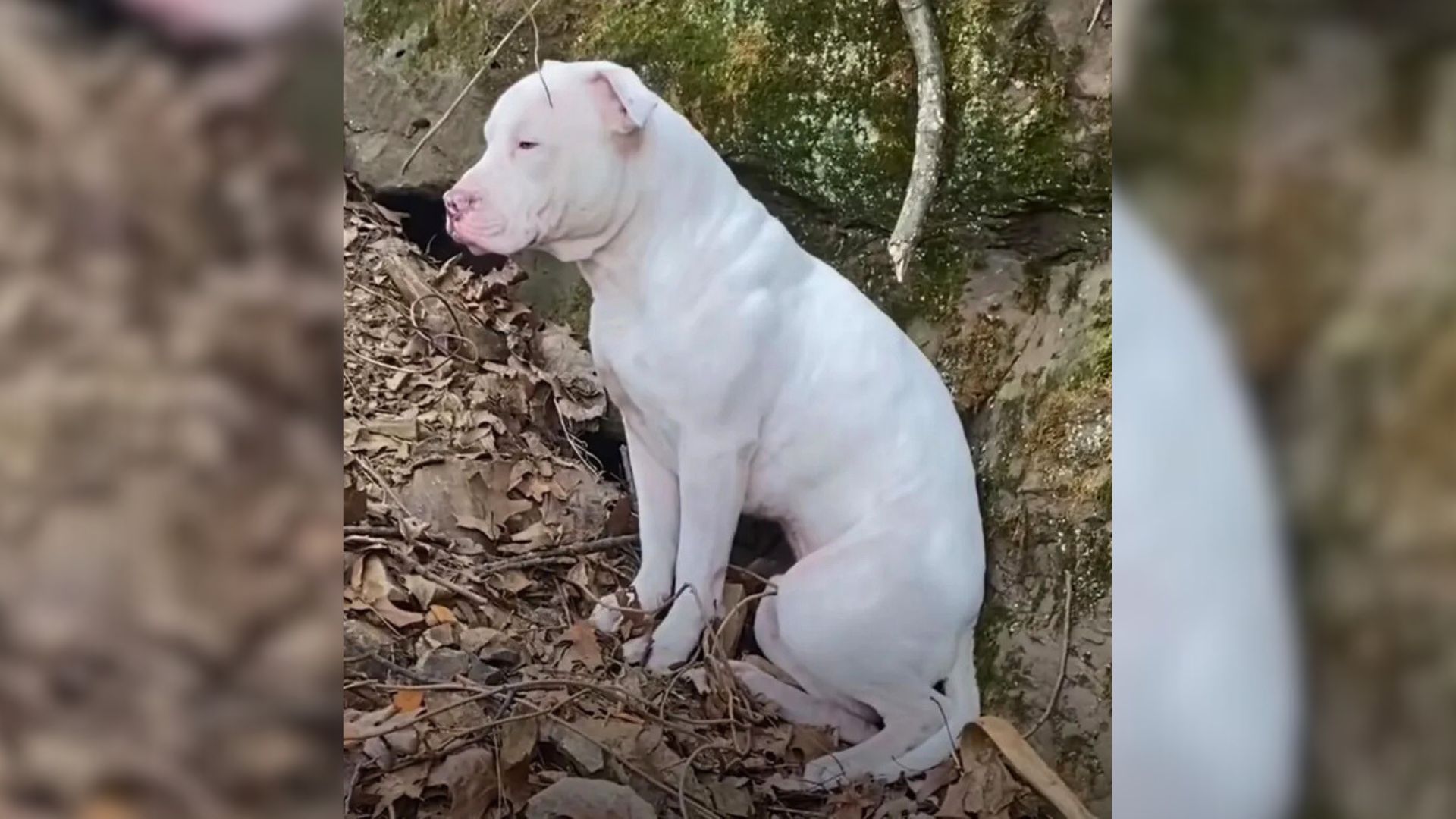 Rushing to the scene, Daniele tackled th...