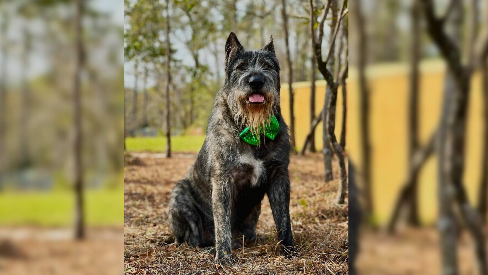 Many pet owners cherish these times by c...