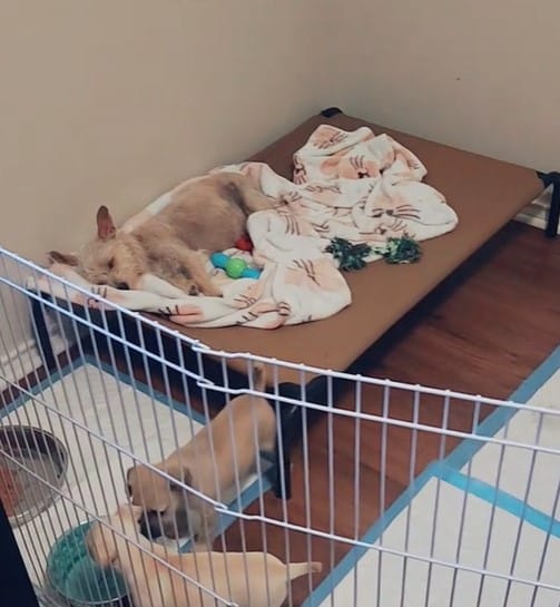 Extra image from article