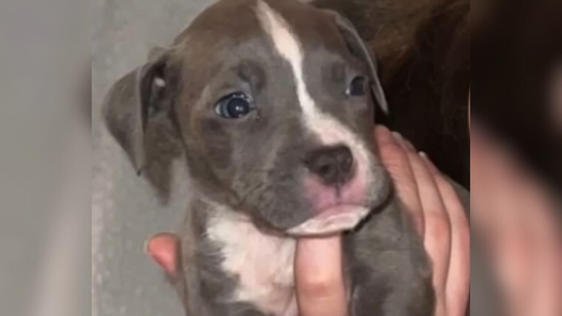 While the process of rescuing animals ca...