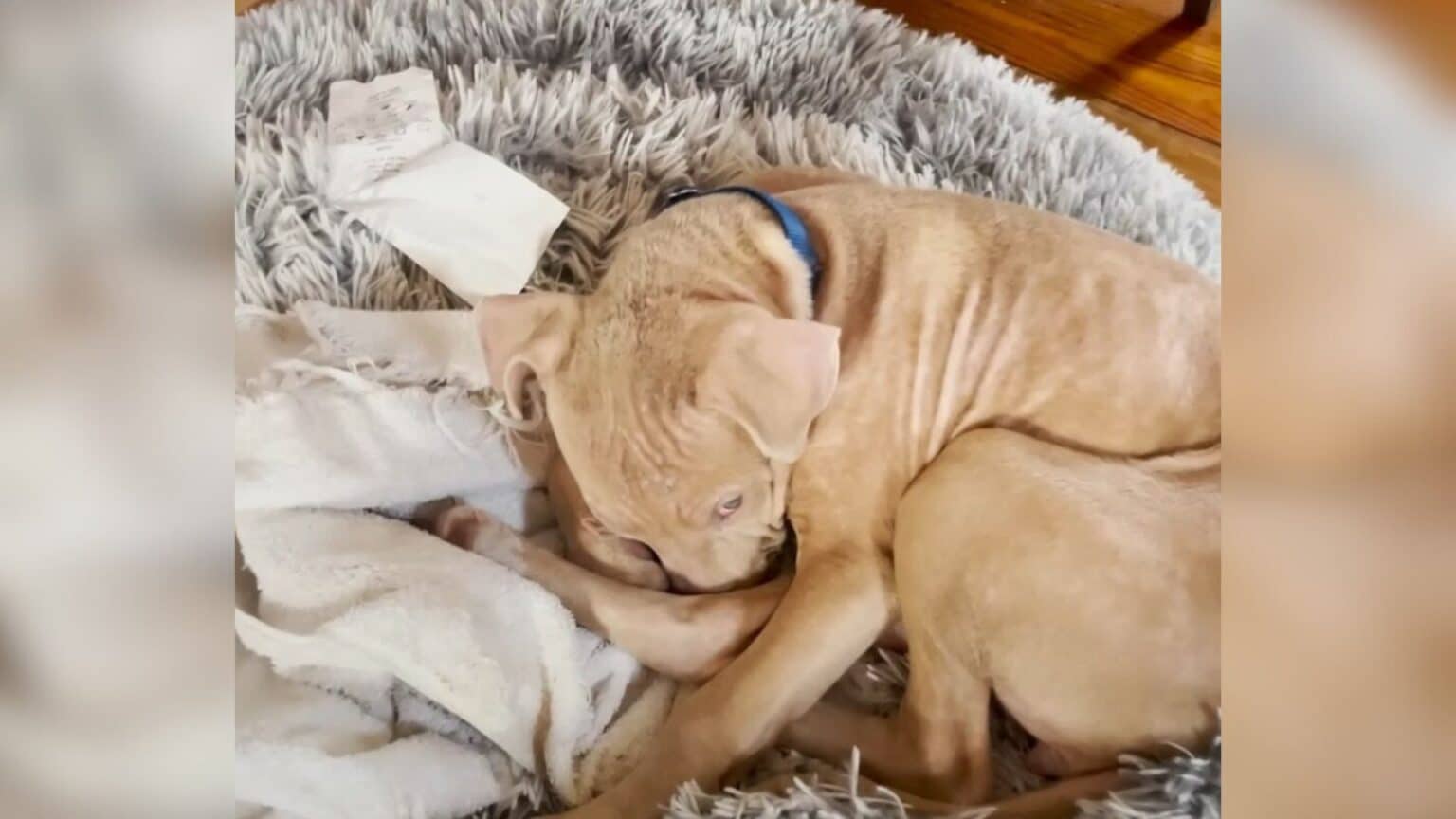 From Stray to Star: Roo's Heartwarming Journey to a Forever Home