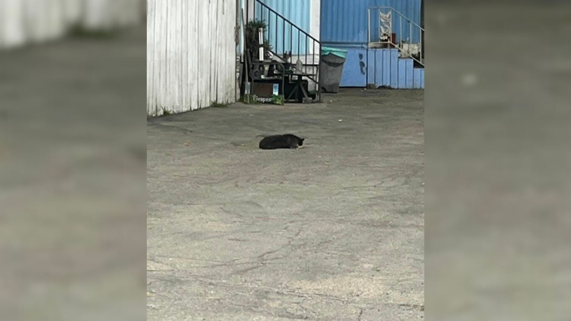 One day, Hall received a call about a li...