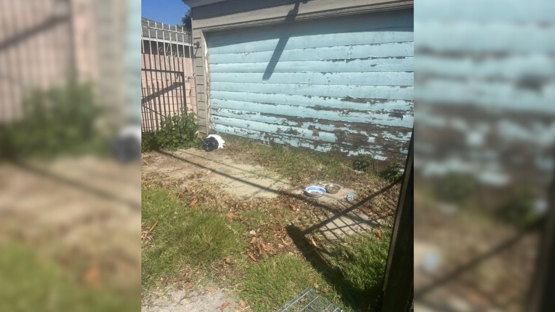 A dedicated rescuer from Southern Califo...