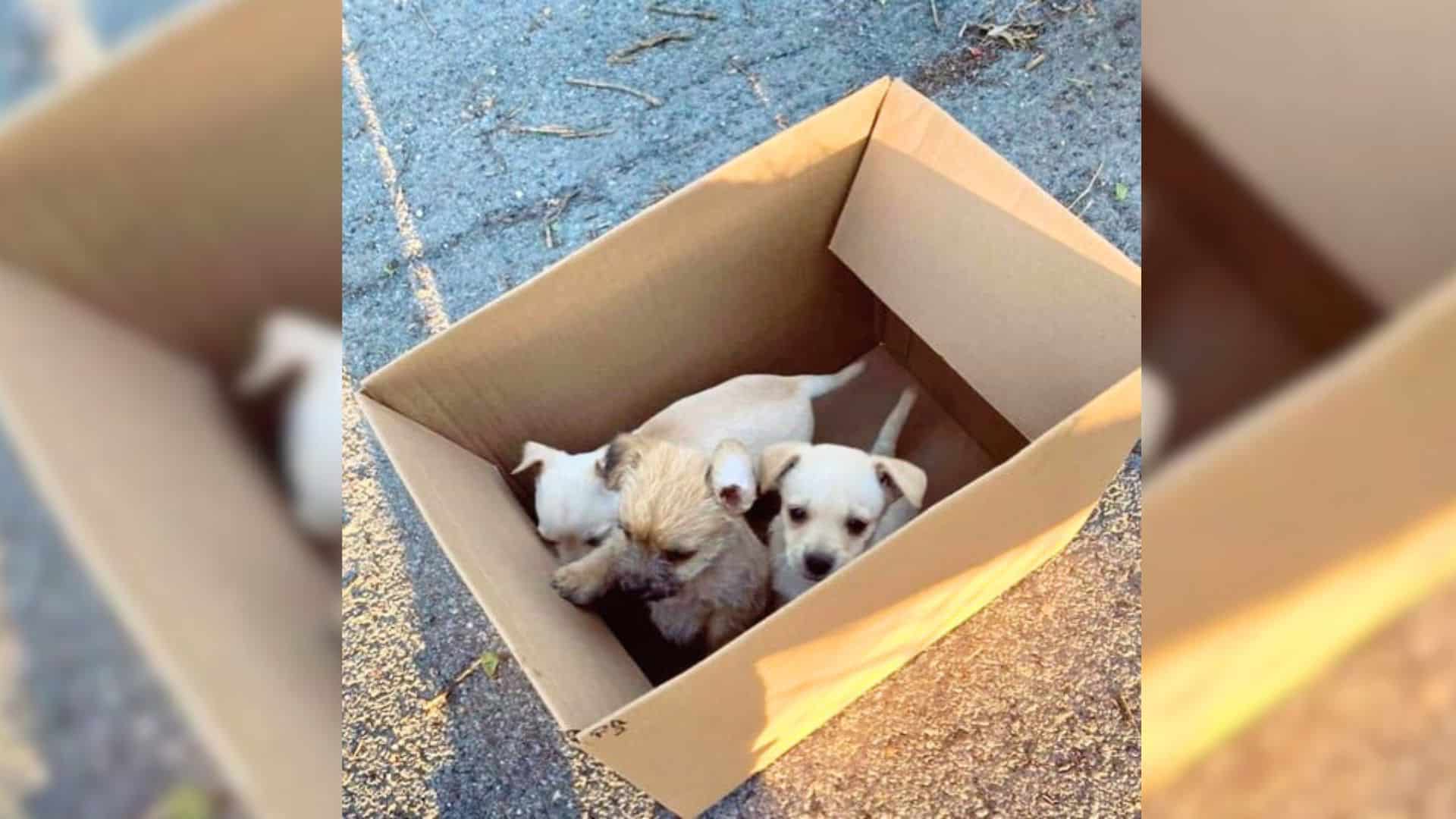 Jessica, a dedicated dog rescuer, learne...