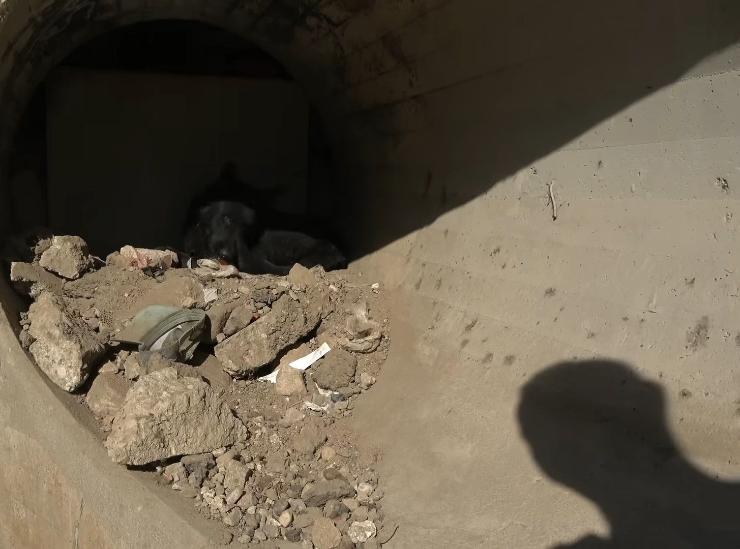 With patience, the rescuer coaxed the do...