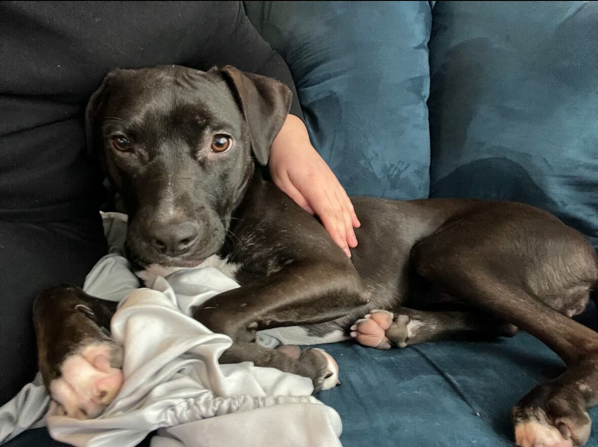 Her rescue group notes that Anna is exce...