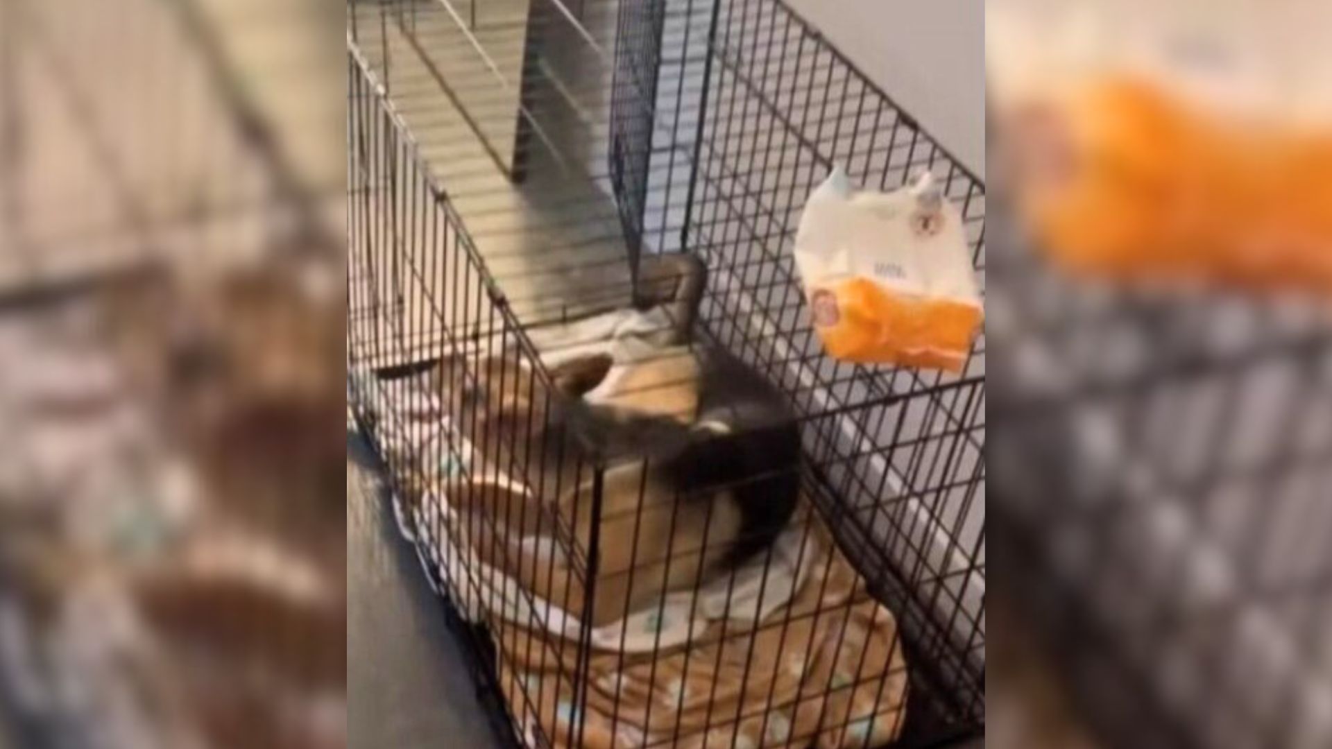 Some pups, however, are more discreet in...