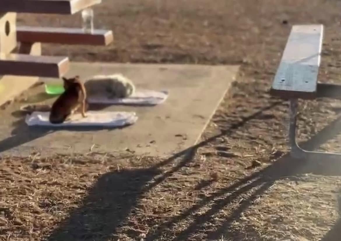 Upon arrival, Flores carefully approache...