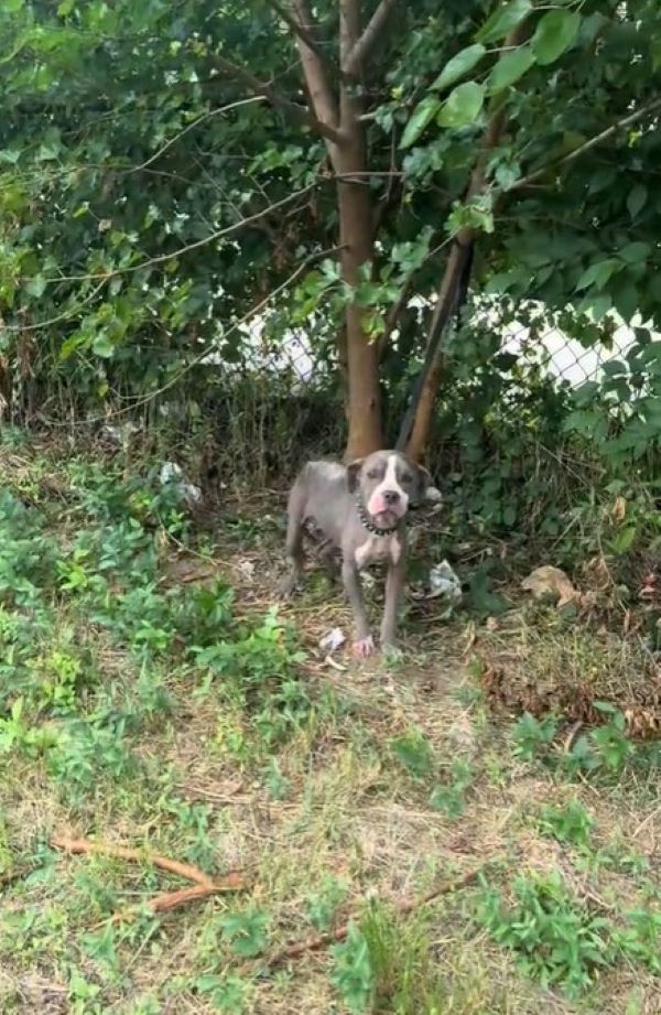 At the shelter, Cora was met with kindne...