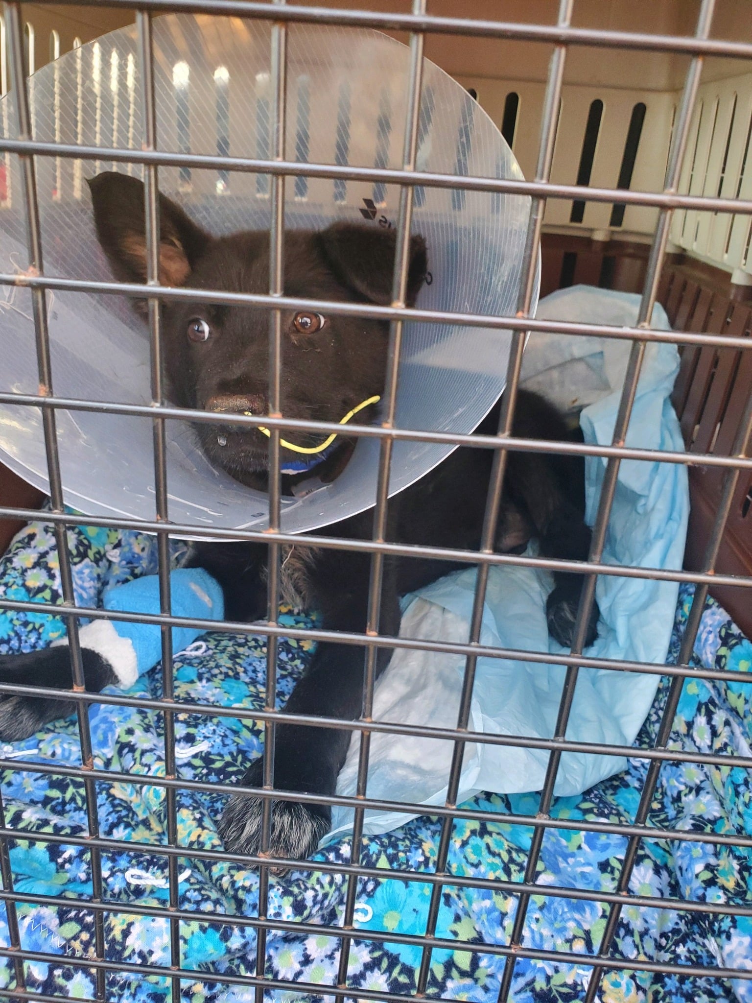 Extra image from article