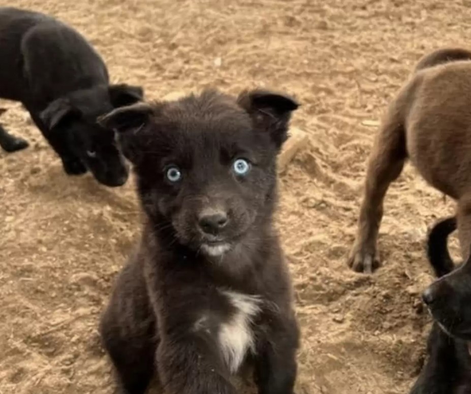 Extra image from article